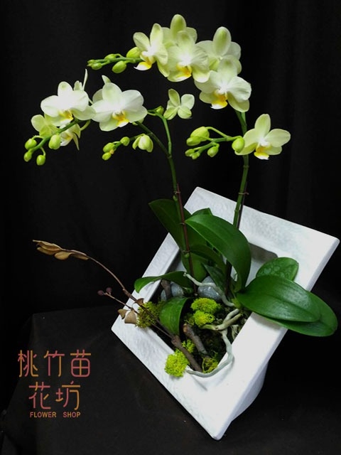 (011)蘭花盆花