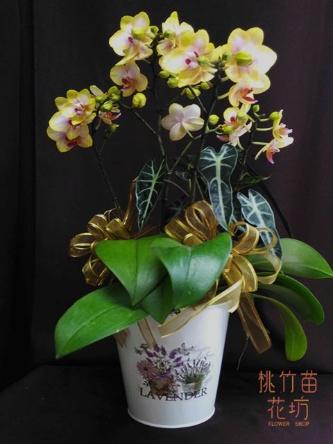 (010)蘭花盆花
